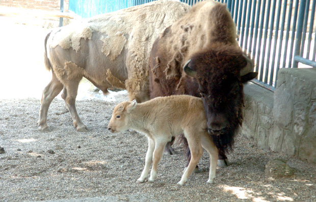 ЈЕДАН У 10 МИЛИОНА: Родио се бели бизон у Београдском Зоо врту (ФОТО)
